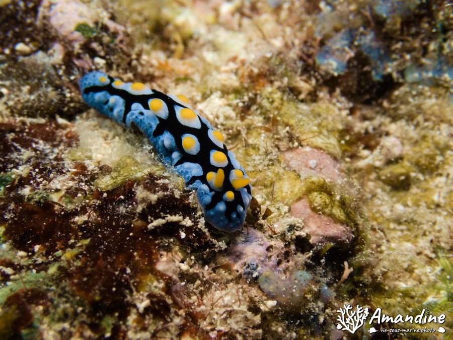 Phyllidia carlsonhoffi