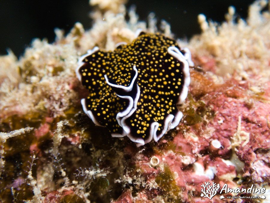 Organismes vermiformes