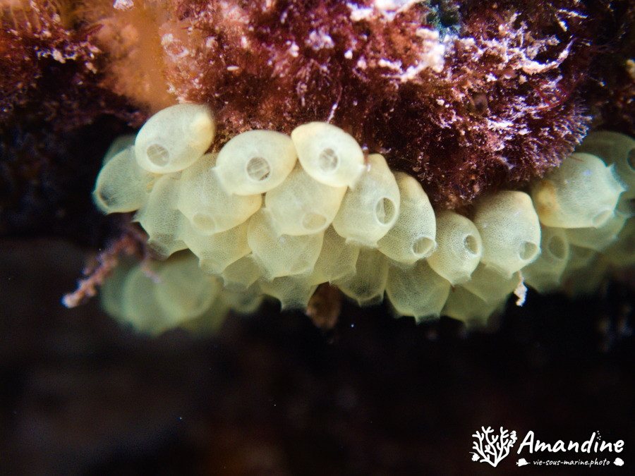Perophora modificata