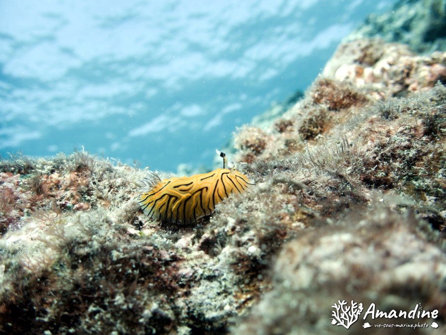 Mollusques