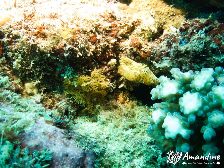 Reteporellina sp.