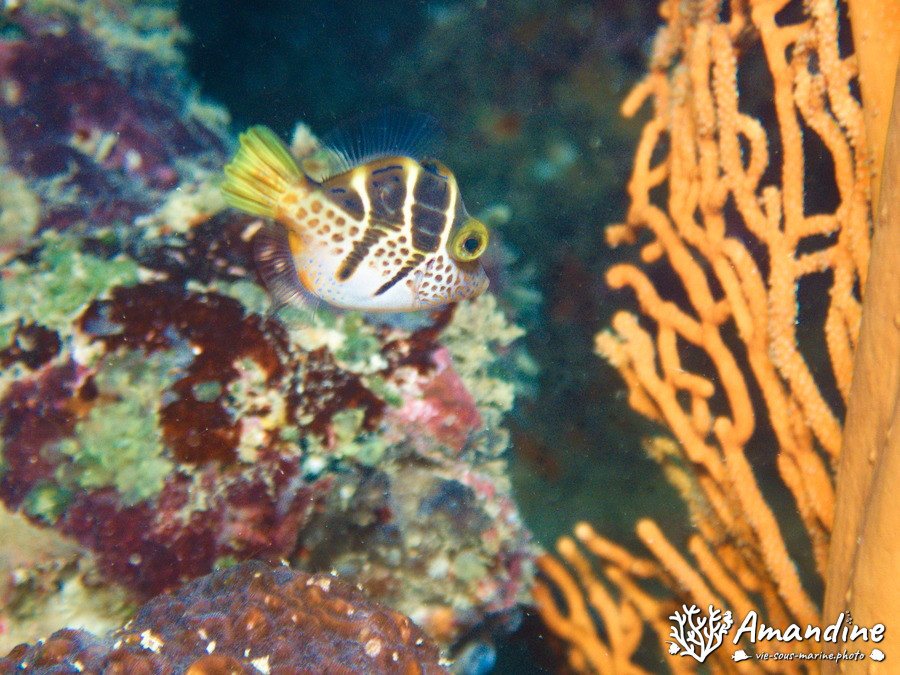 Canthigaster valentini