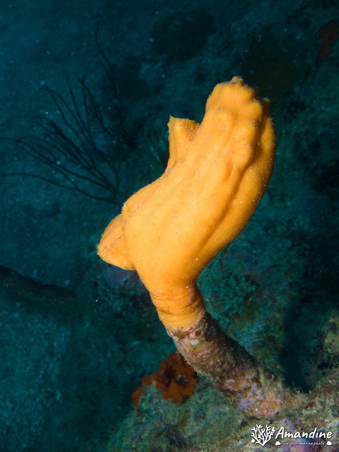 Polycarpa clavata