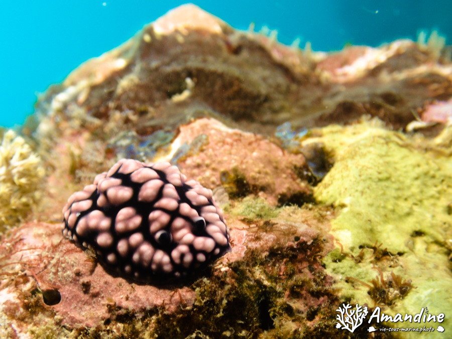 Phyllidiella pustulosa