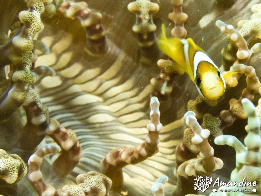 Amphiprion clarkii