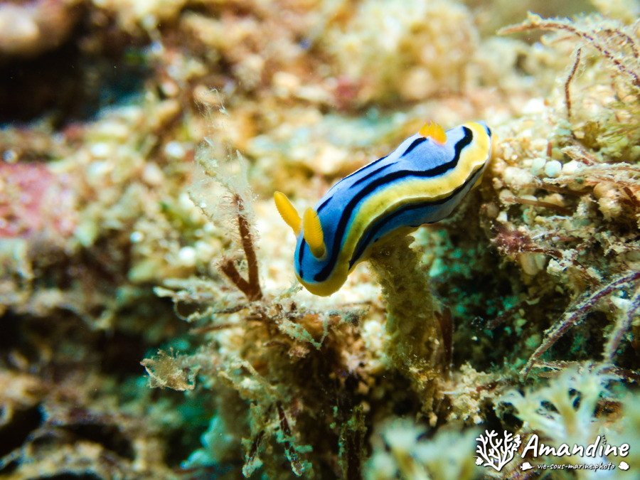Chromodoris elisabethina