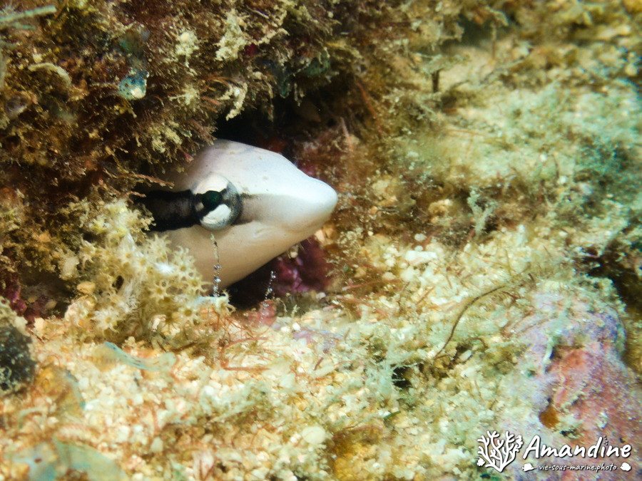 Aspidontus dussumieri