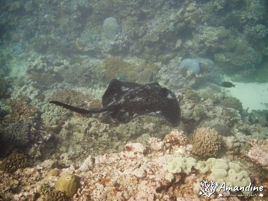 Taeniura meyeni