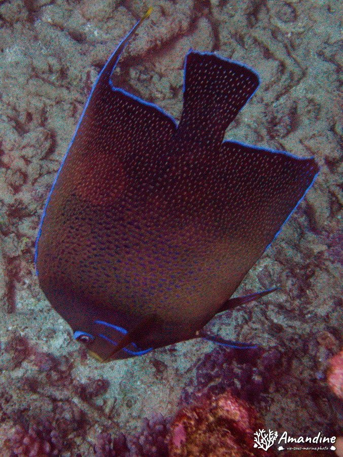 Pomacanthus semicirculatus