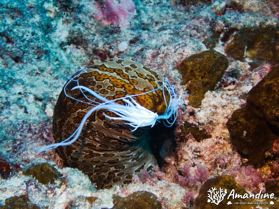 Bohadschia argus