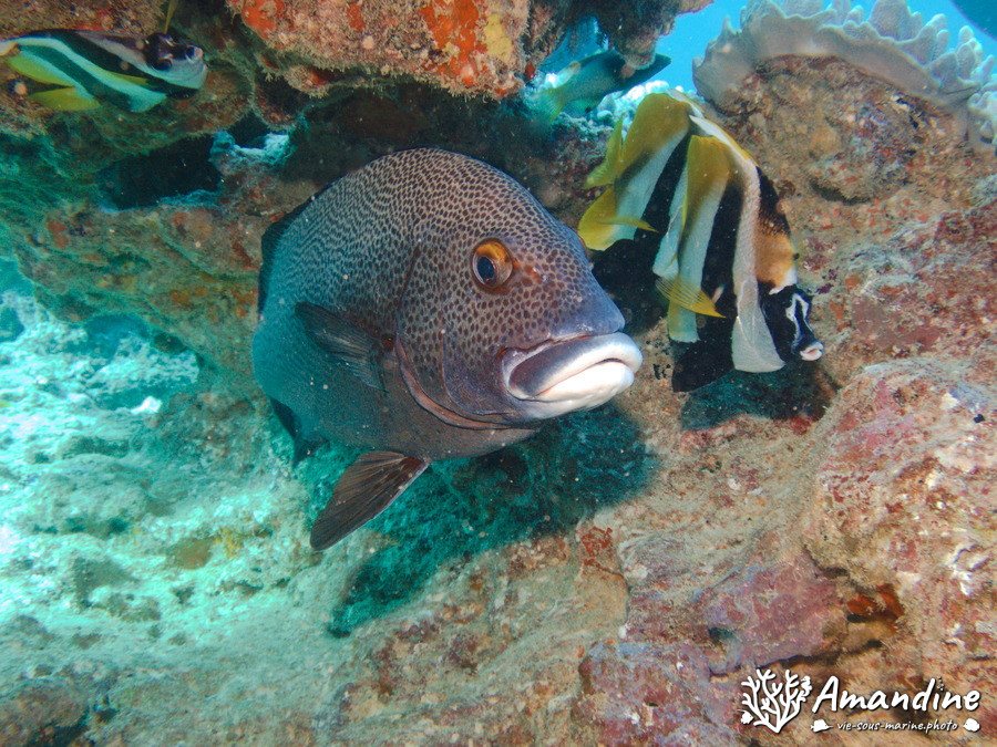 Plectorhinchus picus