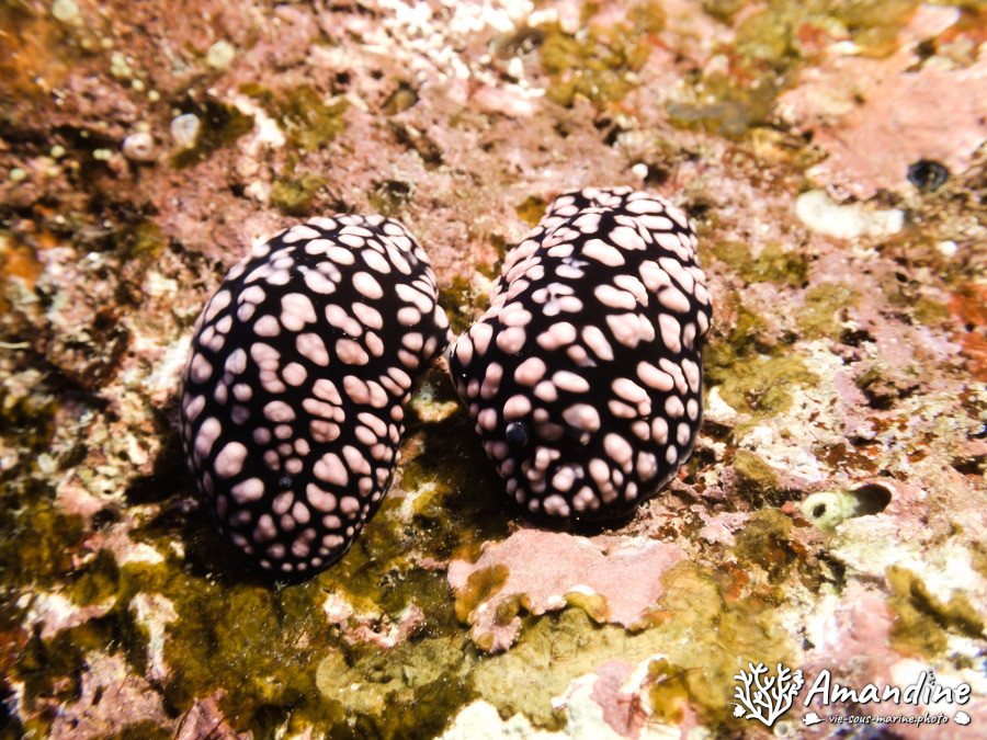 Phyllidiella pustulosa