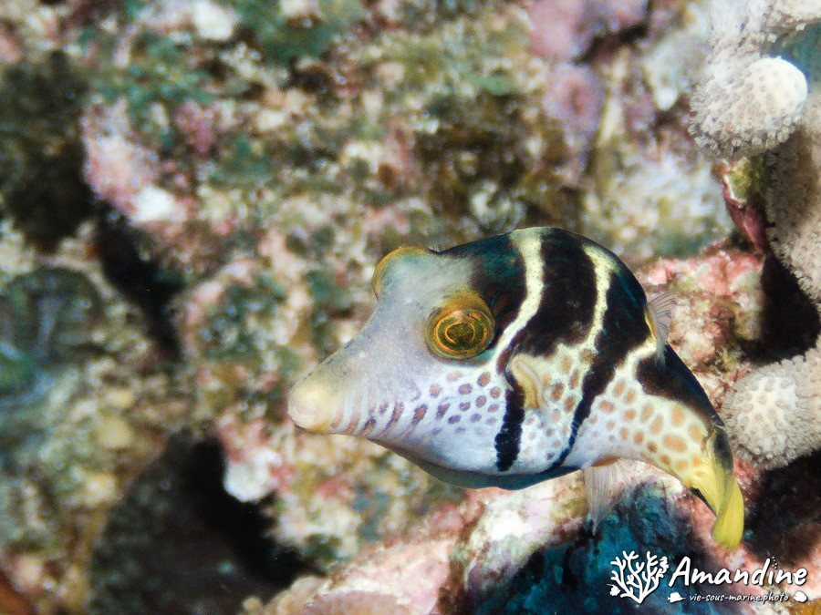 Canthigaster valentini