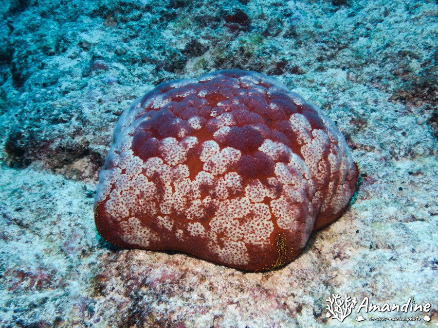 Étoile de mer