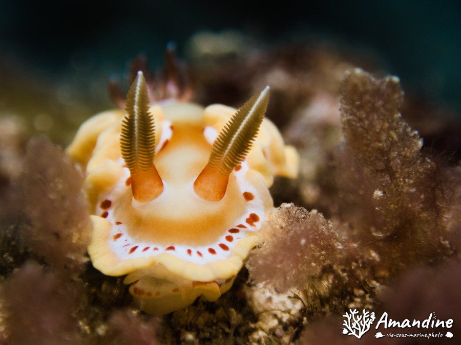 Ardeadoris cruenta