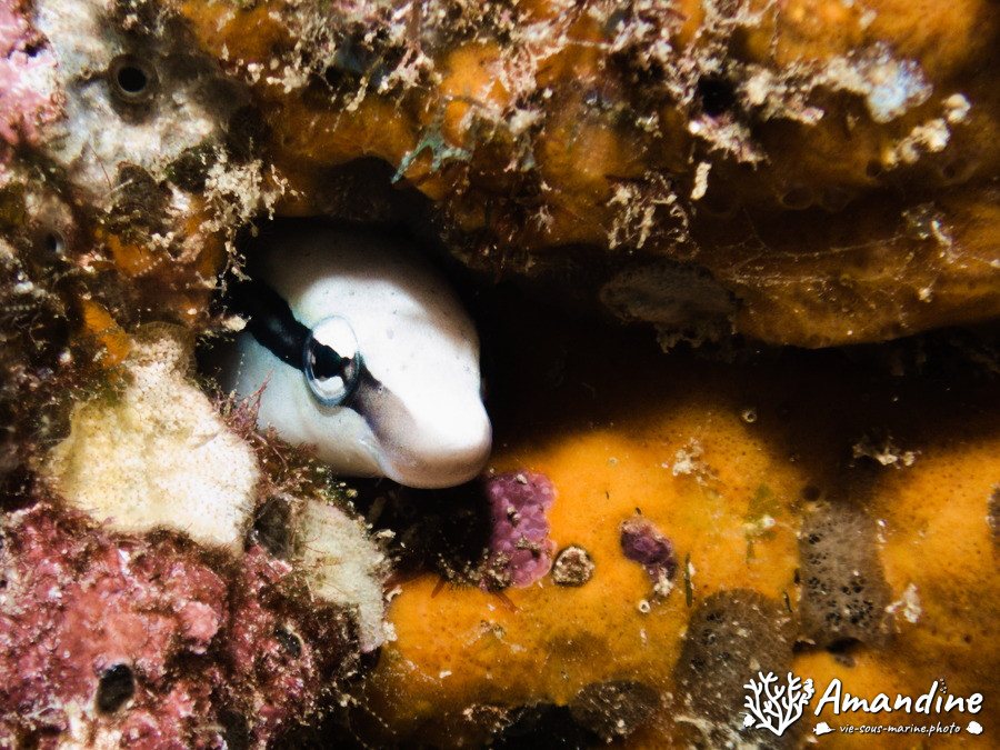 Aspidontus dussumieri
