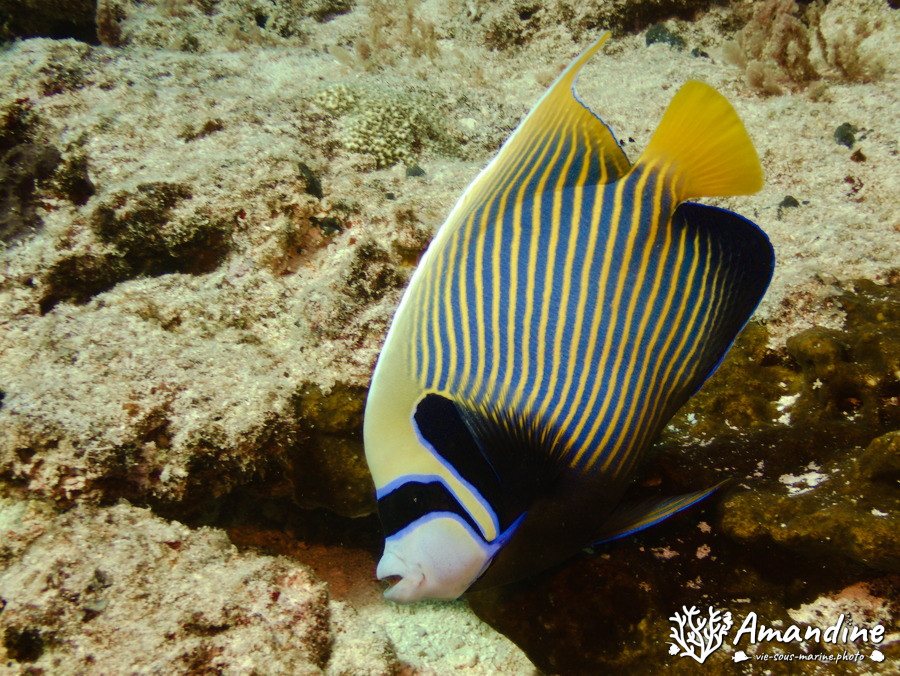 Pomacanthus imperator