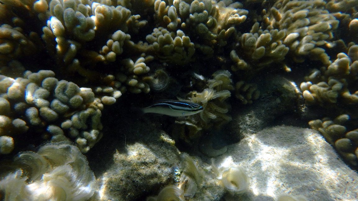 Scolopsis trilineata