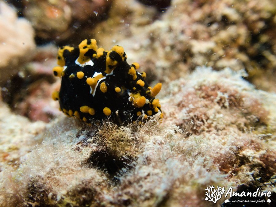 Mollusques