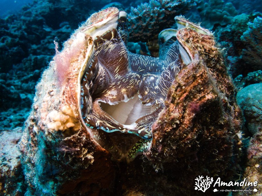 Mollusques