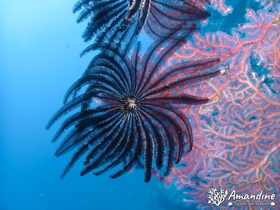 Crinoïde