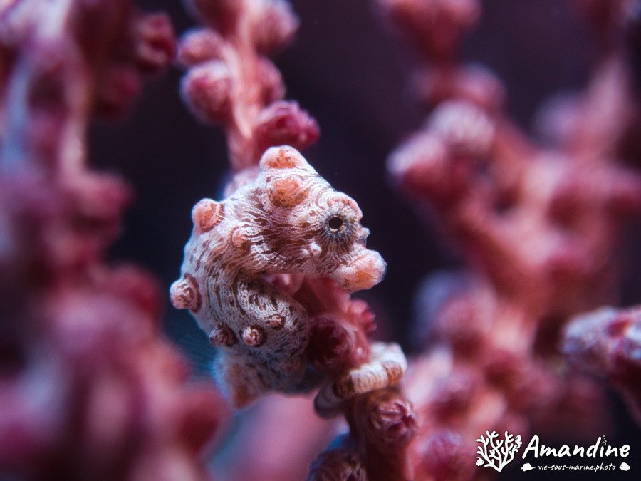 Hippocampus bargibanti
