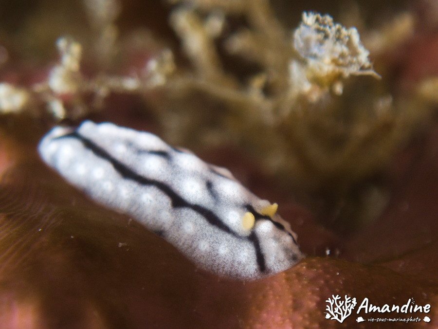 Mollusques