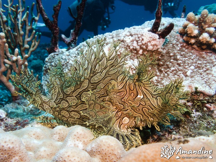 Rhinopias aphanes