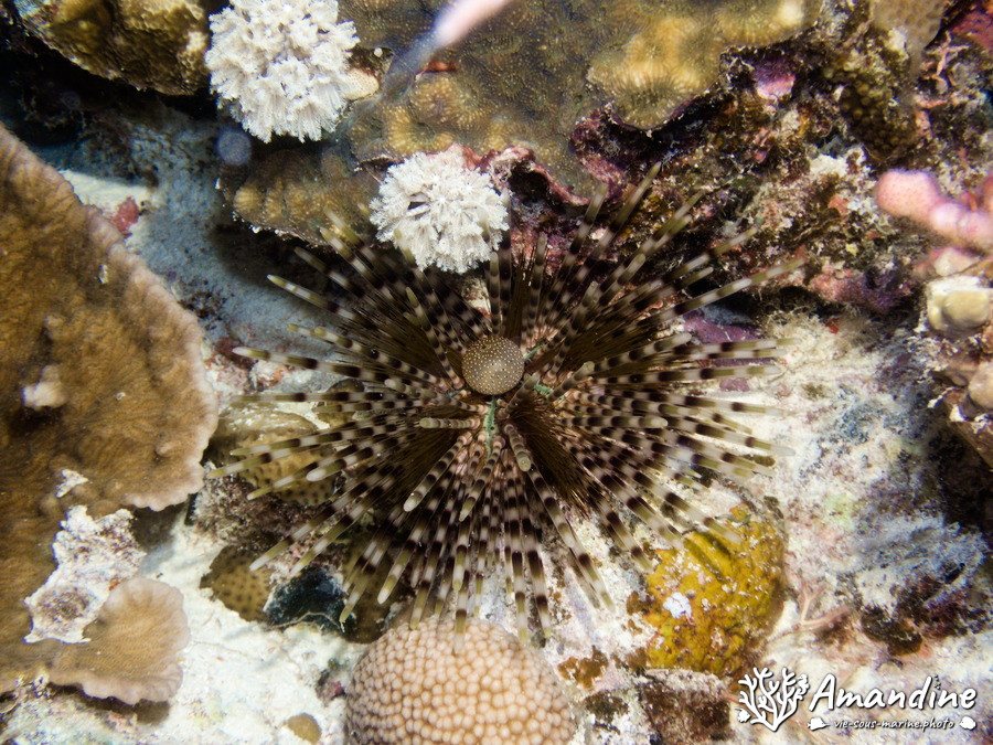 Diadema savignyi