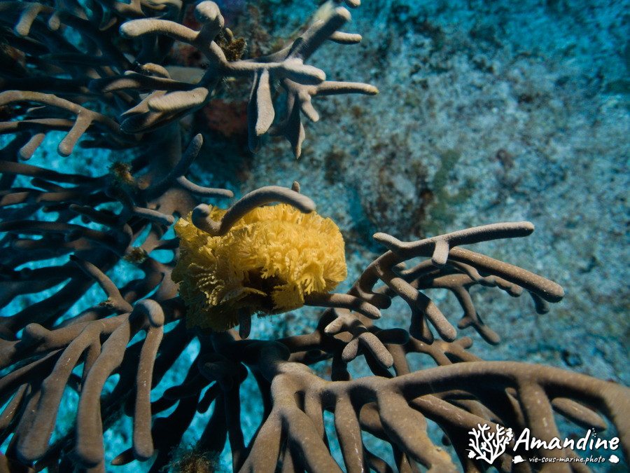 Bryozoaire
