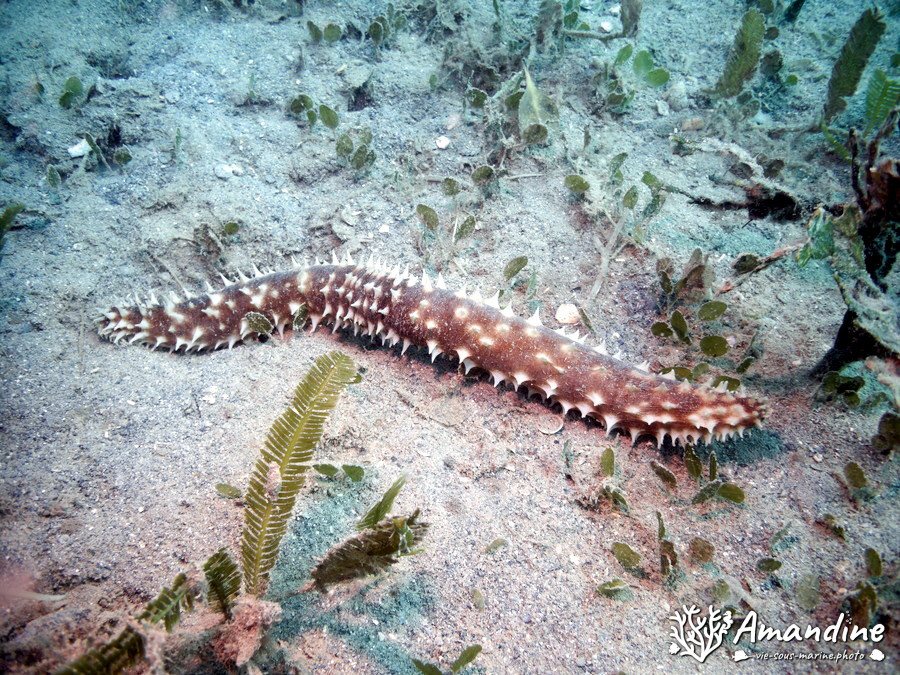 Holothuria (Thymiosycia) hilla