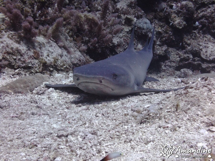 Triaenodon obesus