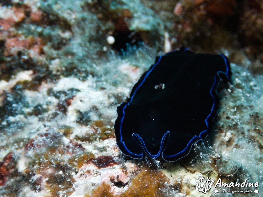Organismes vermiformes