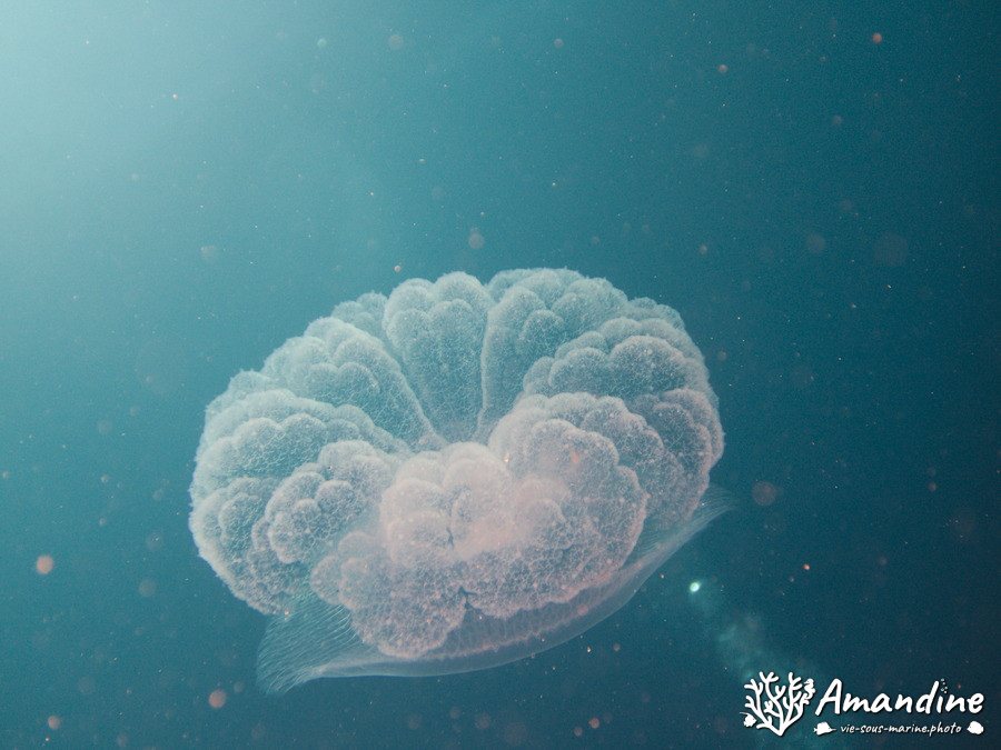 Cassiopea andromeda