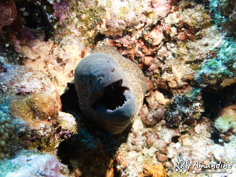 Gymnothorax flavimarginatus