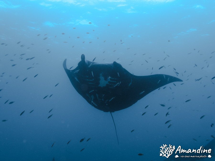 Mobula alfredi
