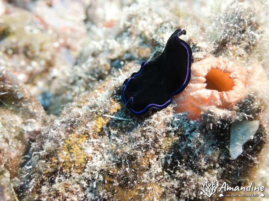 Pseudoceros sapphirinus