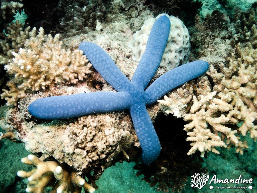 Linckia laevigata