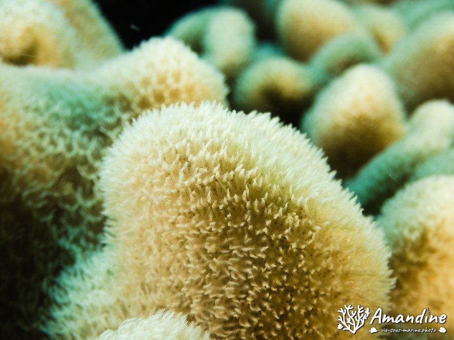 Corail dur