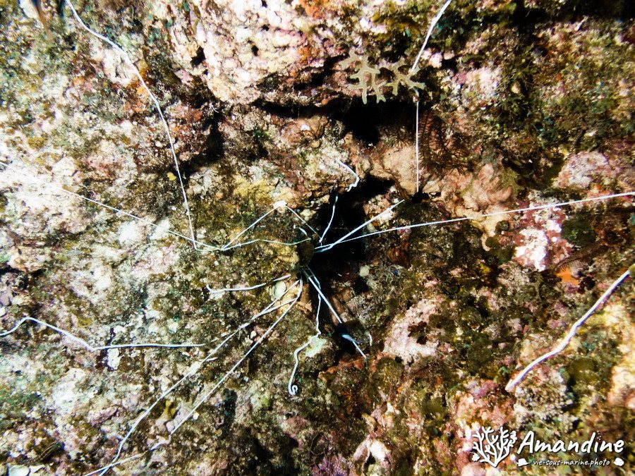 Organismes vermiformes