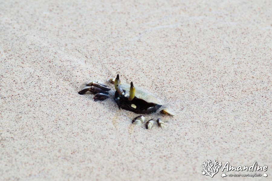 Crabe