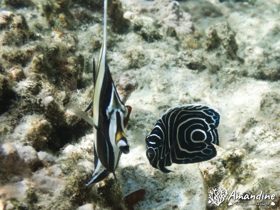 Zanclus cornutus