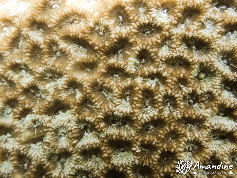 Corail dur