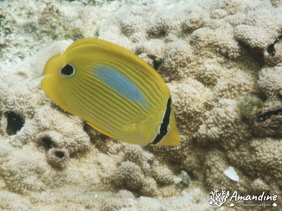 Chaetodon plebeius