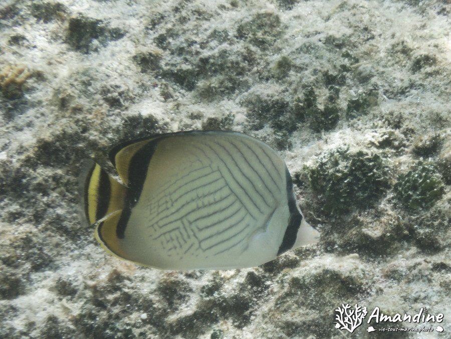 Chaetodon vagabundus
