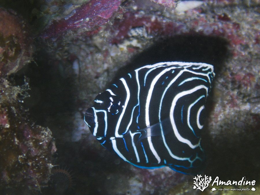 Pomacanthus semicirculatus