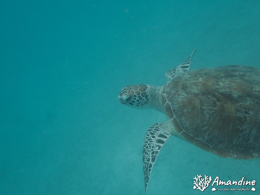 Chelonia mydas (tortue verte)