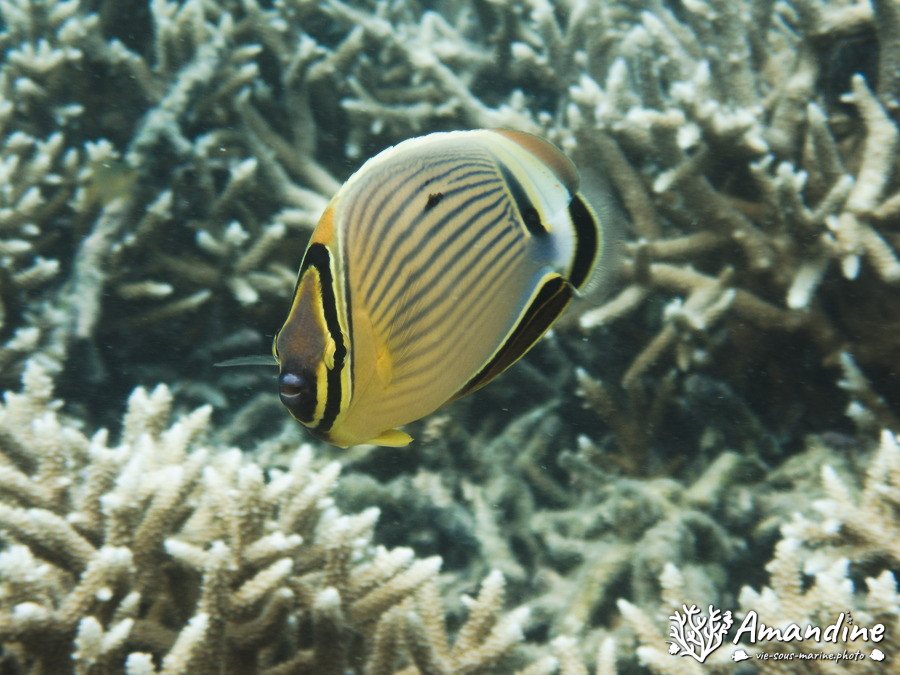 Chaetodon lunulatus