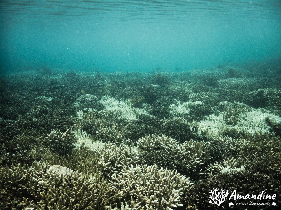 Corail dur