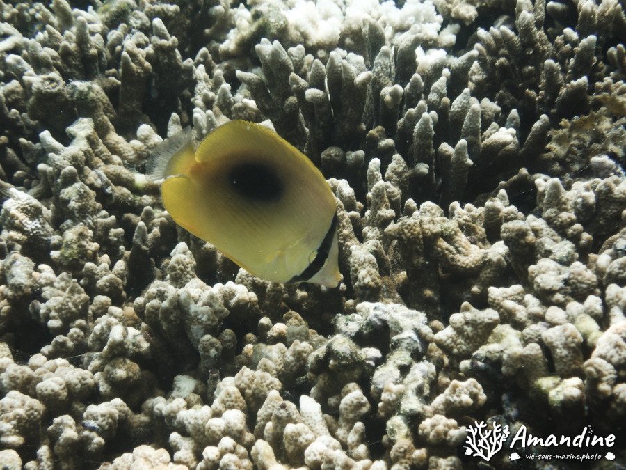 Chaetodon speculum